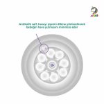 شیشه شیر نچرال پیرکس 120 میل 0+ ماه اونت Avent - Image 7